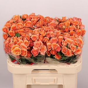 R TR HAPPY ROSEVER