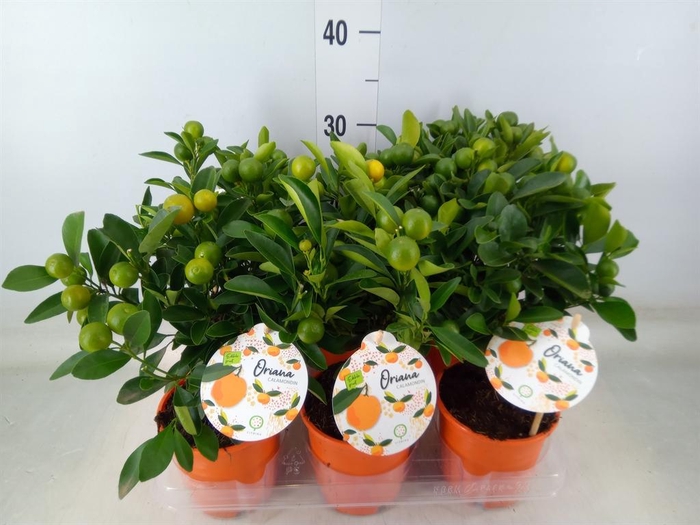 <h4>Citrofortunella mic.</h4>