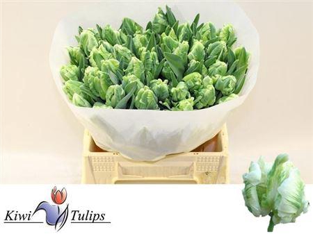 <h4>Tu Pa Super Parrot</h4>