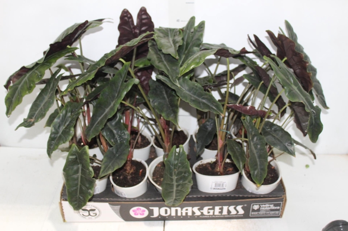 <h4>ALOCASIA CHANTRIERI P12</h4>