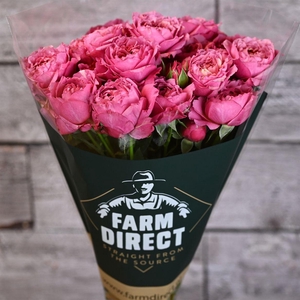 R Tr Julietta Cerise