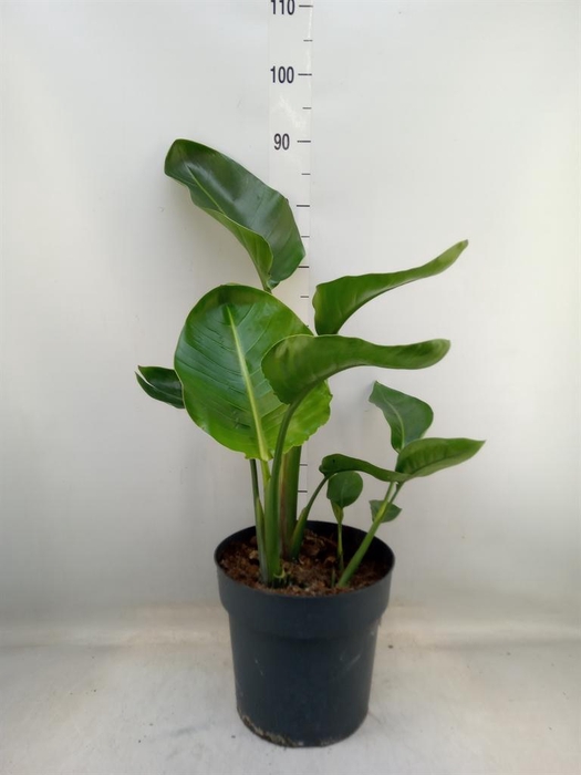 <h4>Strelitzia nicolai</h4>