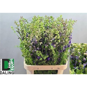 DELPH CONS R Q DARK BLUE