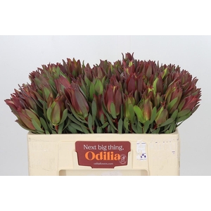 Leucadendron Highlight