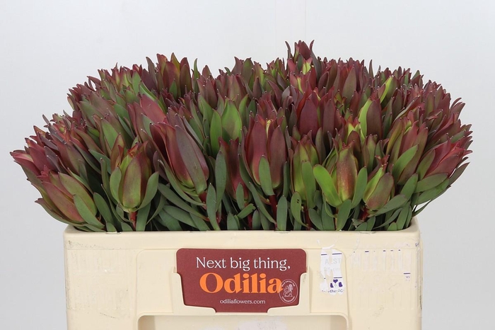 <h4>Leucadendron Highlight</h4>