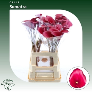 Calla Sumatra
