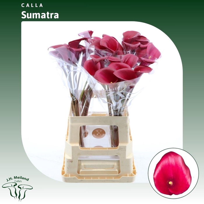 <h4>Calla Sumatra</h4>