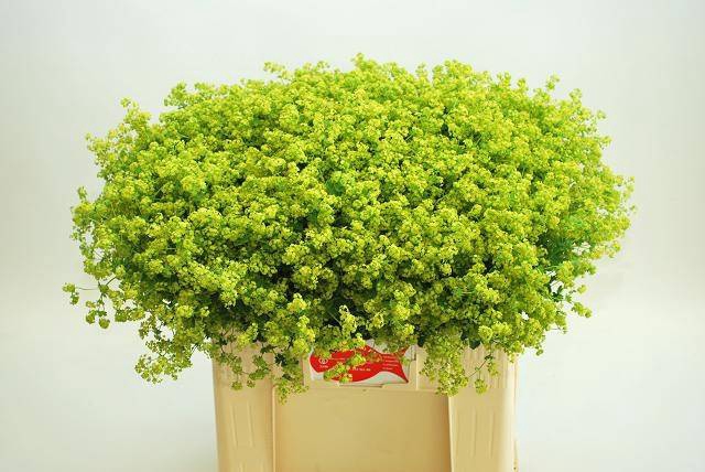 <h4>Alchemilla Robustica Baars</h4>