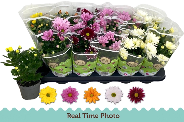 <h4>CHRYS GEM 5 KL</h4>