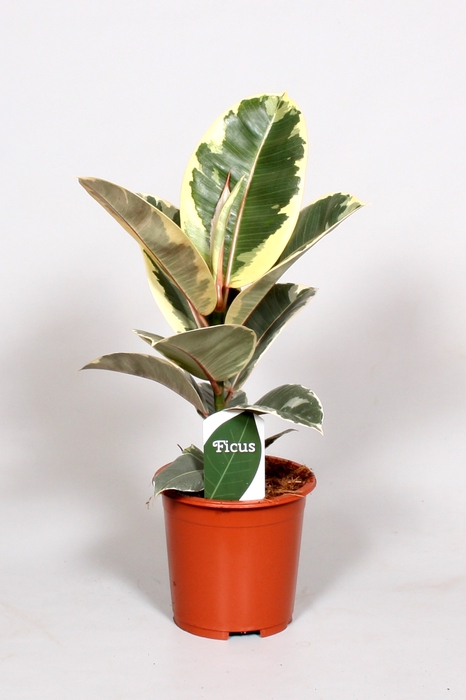 <h4>Ficus El Tineke</h4>