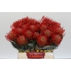 Nutans Ayoba Red