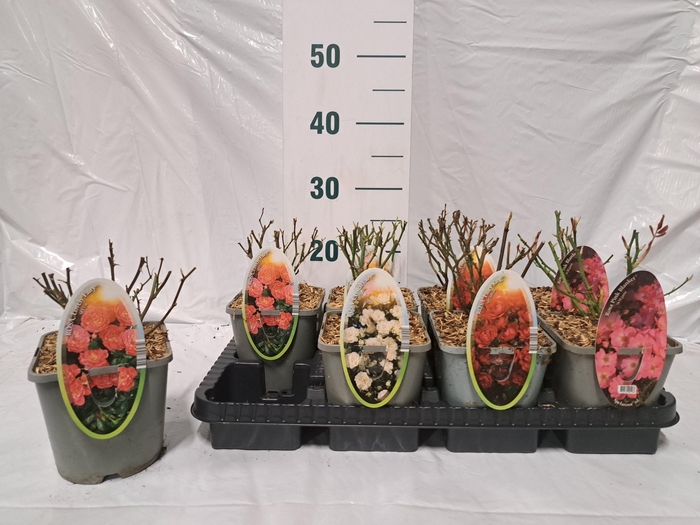 <h4>ROSA SPEL CRYSTAL F</h4>