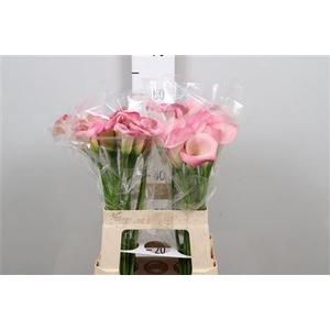 Zantedeschia  'Candy Dream'