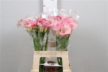 <h4>Zantedeschia  'Candy Dream'</h4>