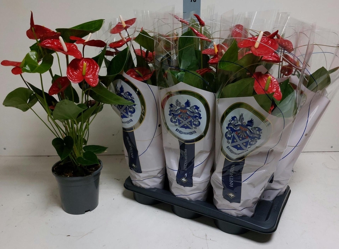 <h4>ANTHU A JAMBO RED</h4>