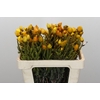 Kaaps Groen Lanug. yellow