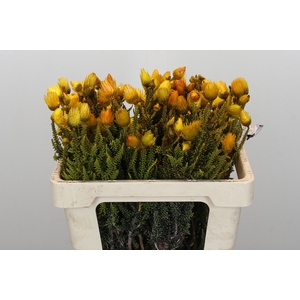 Kaaps Groen Lanug. yellow