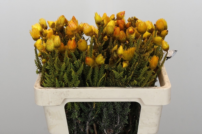 <h4>Kaaps Groen Lanug. yellow</h4>