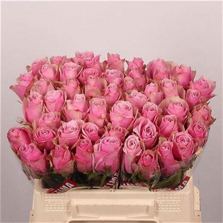 <h4>R Gr Athena Royale</h4>