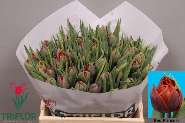 <h4>TU DU RED PRINCESS</h4>