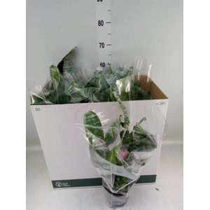 Aechmea fasciata 'Primera'