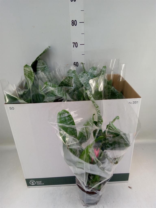 <h4>Aechmea fasciata 'Primera'</h4>