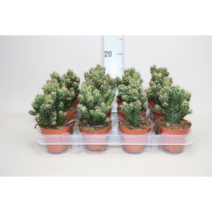 Cereus per. 'Monstrosus'
