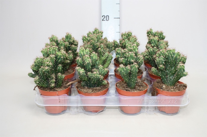 <h4>Cereus per. 'Monstrosus'</h4>