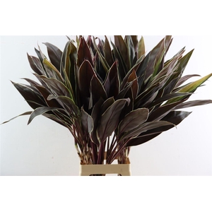 Cordyline Cappuccino