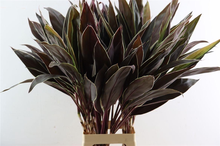 <h4>Cordyline Cappuccino</h4>