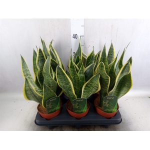 Sansevieria trifa. 'Futura Superba'