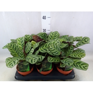 Ctenanthe burle-marxii