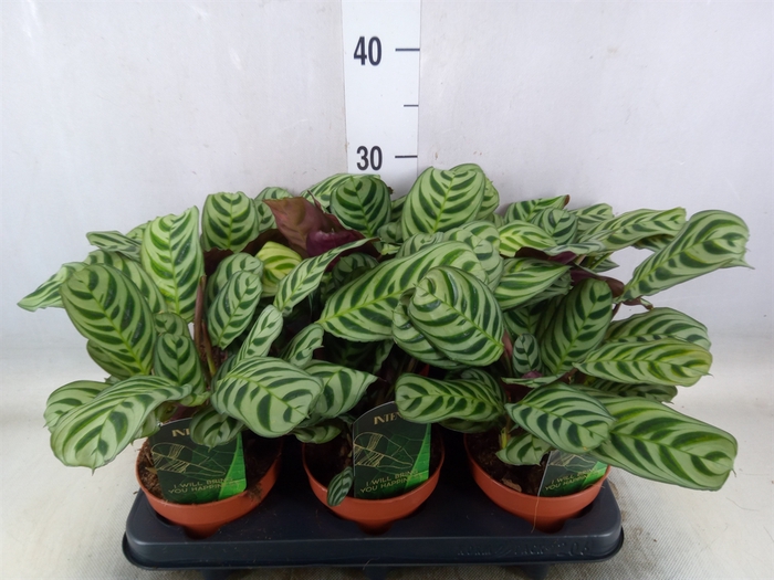 <h4>Ctenanthe burle-marxii</h4>