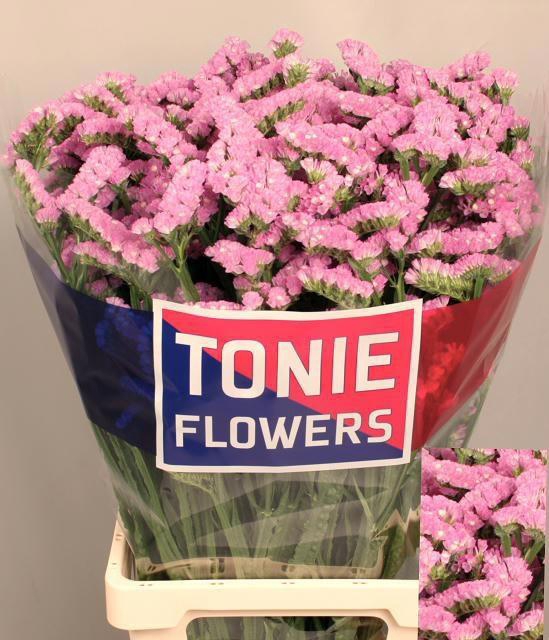 <h4>LIM S FANTASIA WINGS</h4>