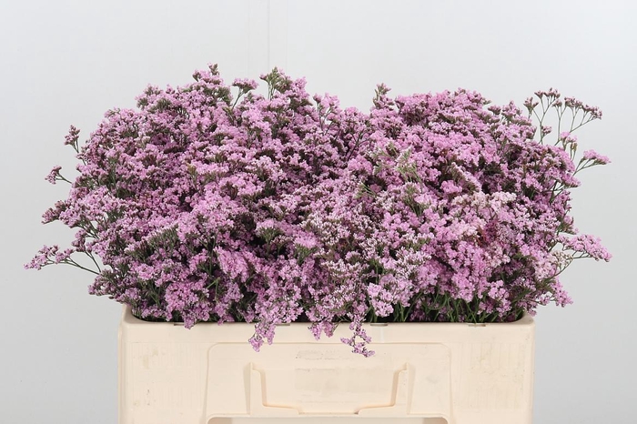 <h4>Lim Saf Oshi Pink</h4>