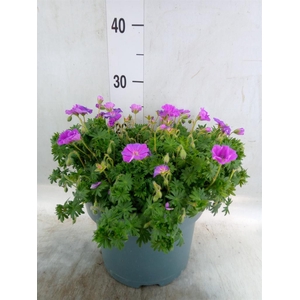 Geranium cinereum
