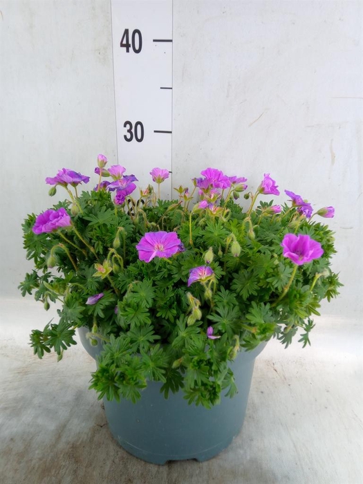 <h4>Geranium cinereum</h4>