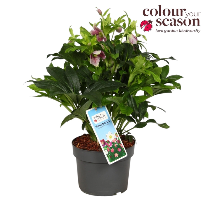 <h4>Helleborus Orientalis Pink P19</h4>