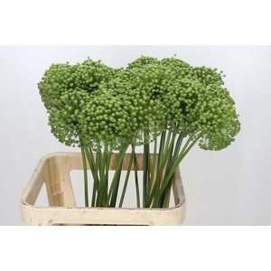 Allium Zaadbollen