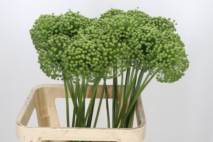 <h4>Allium Zaadbollen</h4>