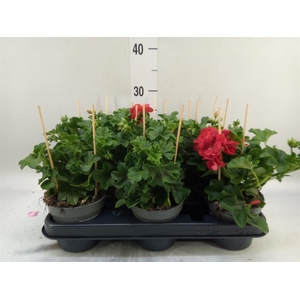 Pelargonium pelt.   ...