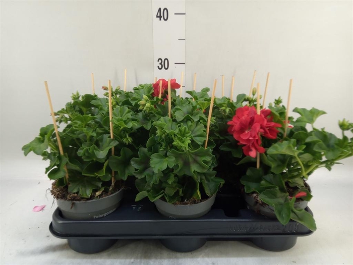 <h4>Pelargonium pelt.   ...</h4>