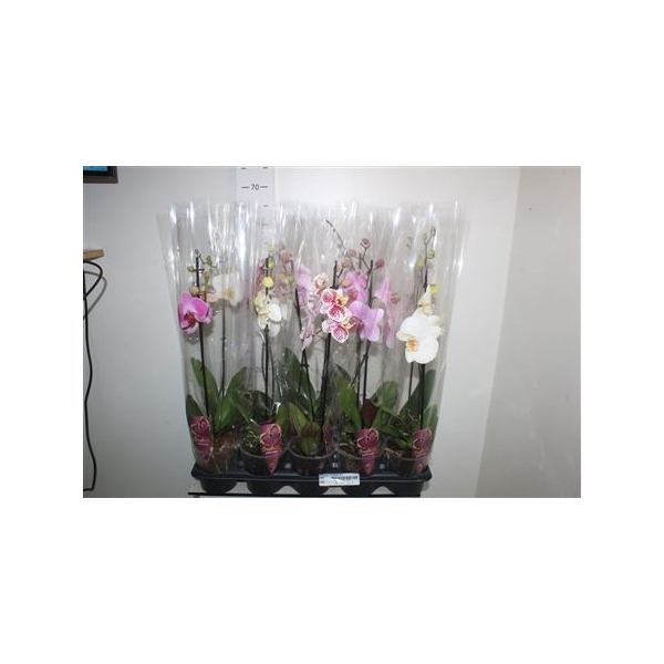 <h4>Phal Gem 1 Branche 6+</h4>