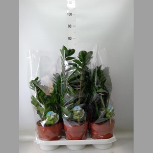 Zamioculcas zamiifolia 'Midori'