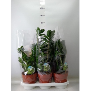 Zamioculcas zamiifolia 'Midori'