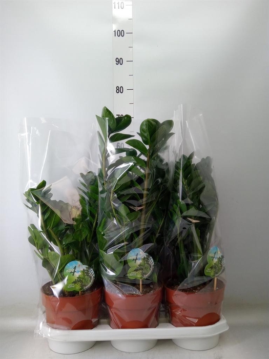 <h4>Zamioculcas zamiifolia 'Midori'</h4>
