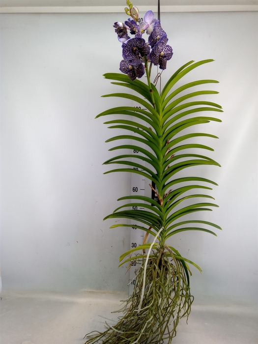 <h4>Vanda  hybriden</h4>