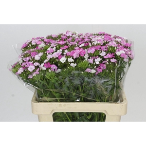 Dianthus Br Amazon Rose Magic