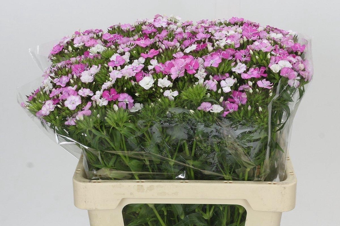 Dianthus Br Amazon Rose Magic