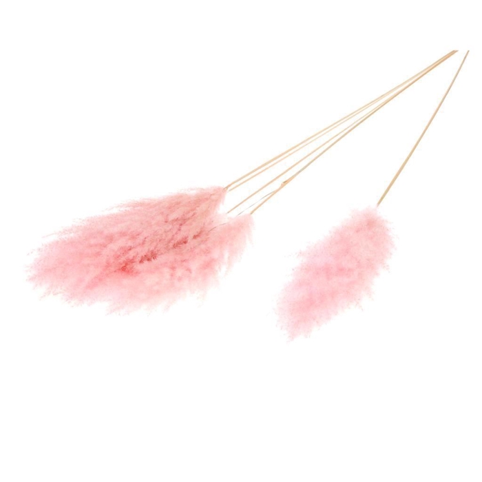 <h4>Cortaderia plum 115cm small 5pc SB pink misty</h4>